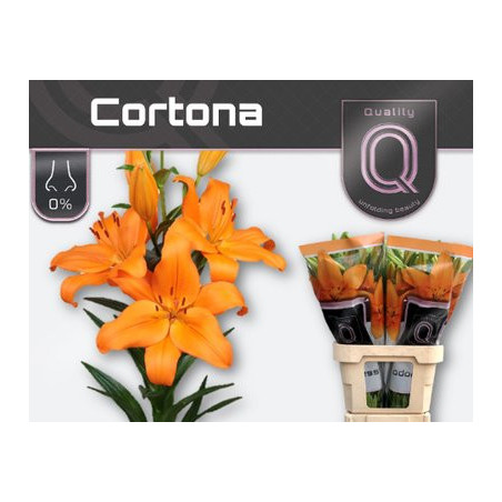 Lilium la cortona