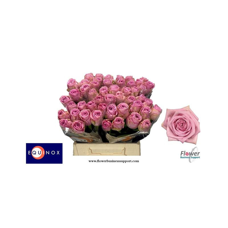 Rosa la heidi