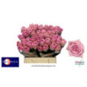 Rosa la heidi