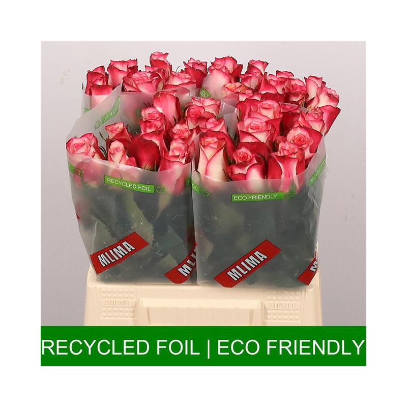 Rosa la spark condor