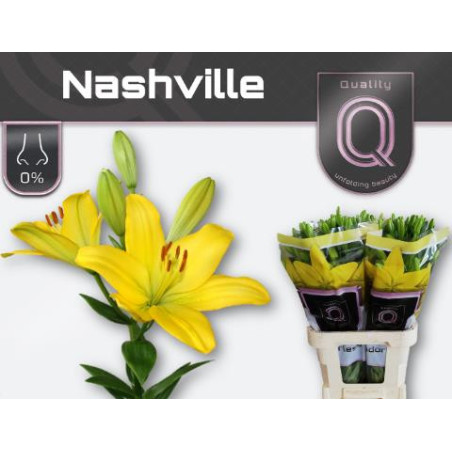 Lilium la nashville