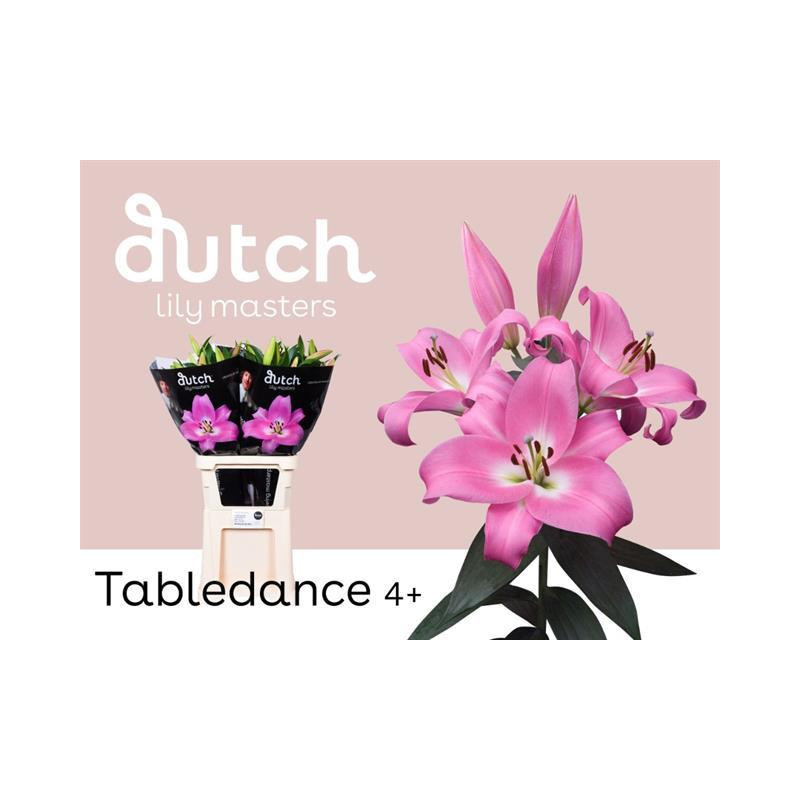 Lilium or tabledance