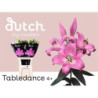 Lilium or tabledance