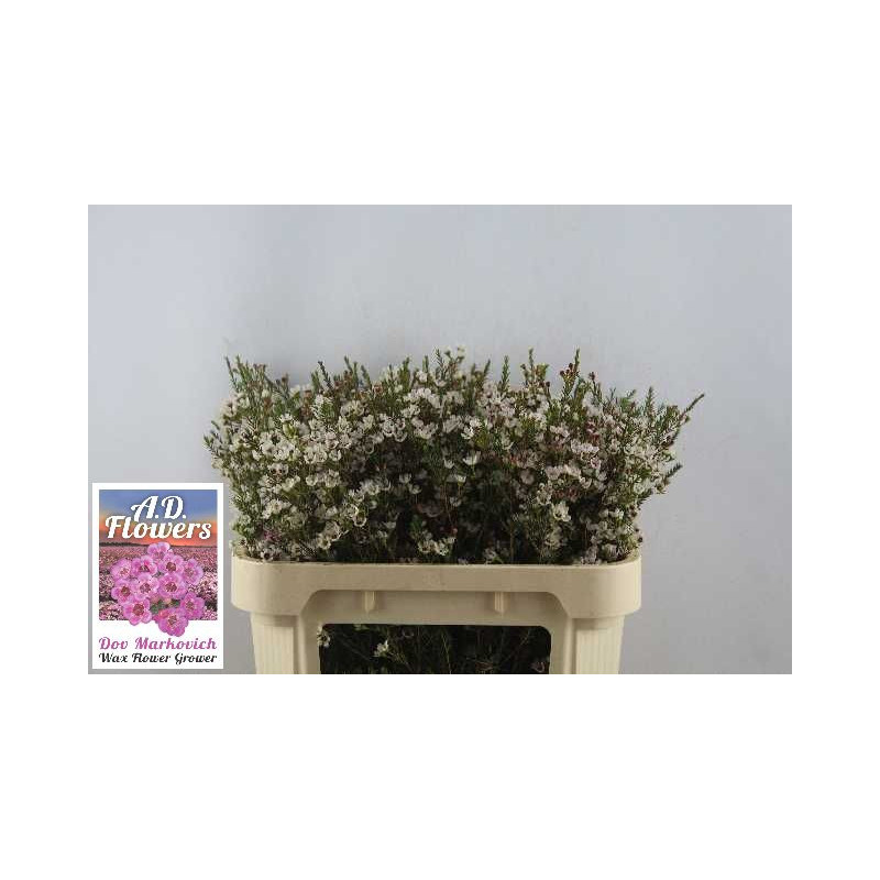 Chamelaucium blondie