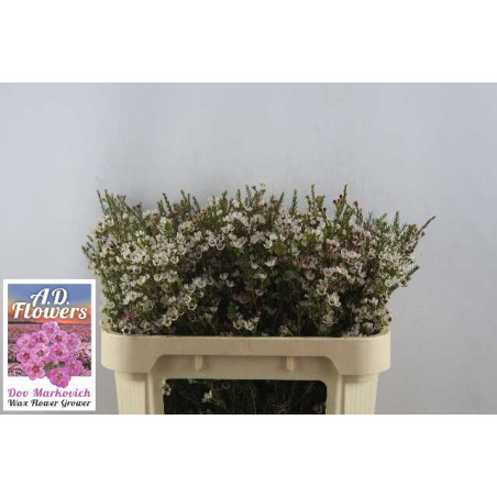 Chamelaucium blondie