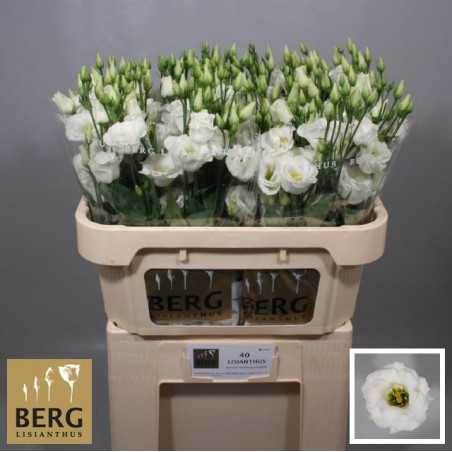 Lisianthus do rosita white