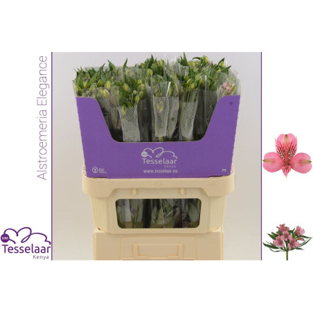 Alstroemeria elegance