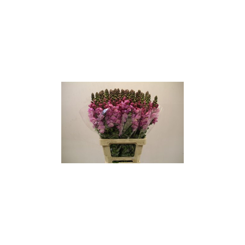 Antirrhinum lavendel