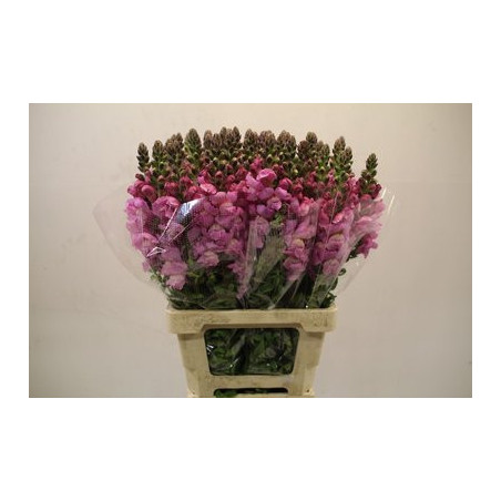 Antirrhinum lavendel