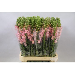 Antirrhinum pink