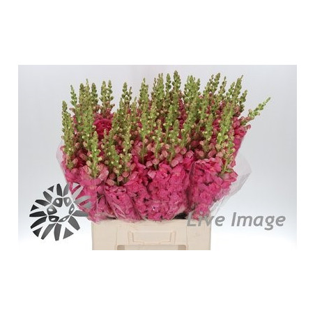 Antirrhinum rosa scuro