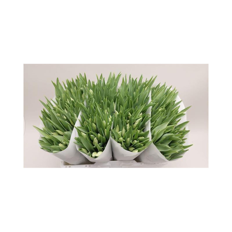 Tulipa si first class