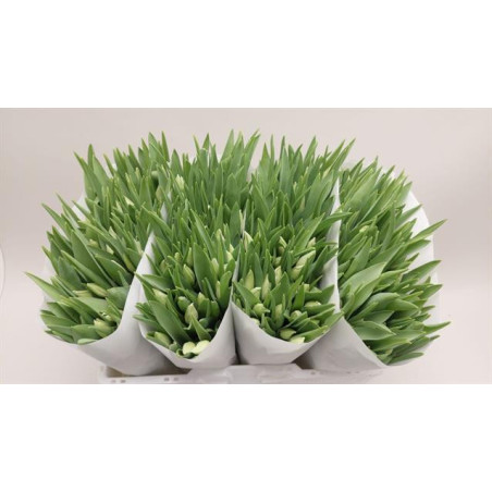 Tulipa si first class