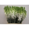 Antirrhinum white
