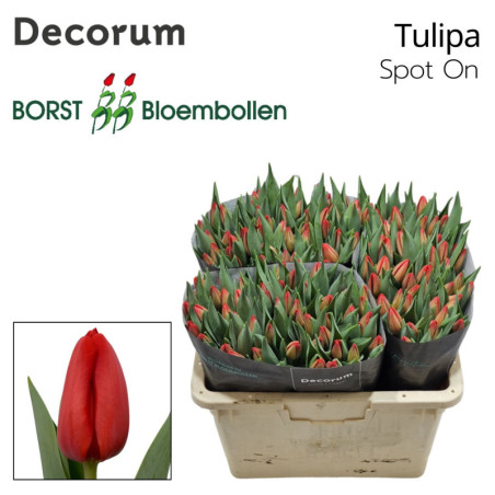 Tulipa si spot on